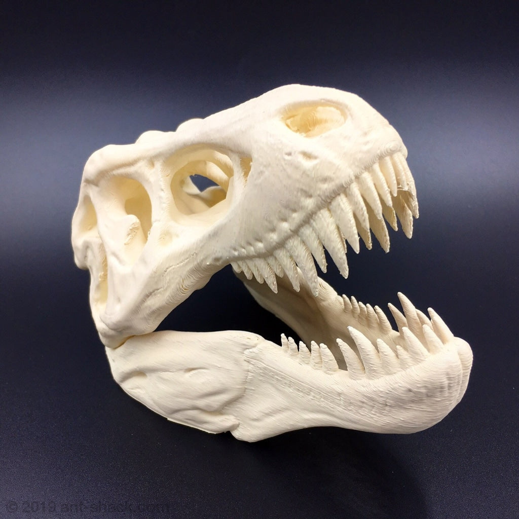 T Rex Tyrannosaurus Rex Dinosaur Skull