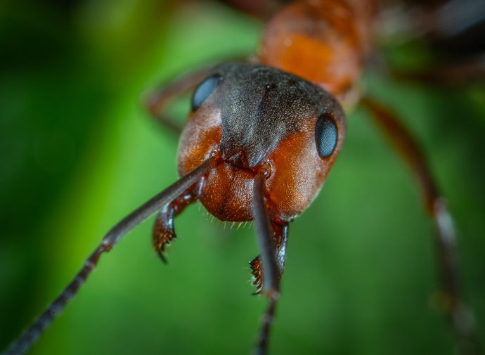 Ant Biology and Lifespan: Unraveling the Lifecycle of a Colony