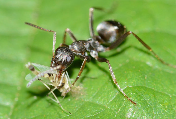 Exploring the World of Ant Mimicry: Nature's Master Illusionists