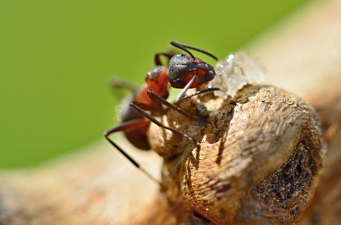 Ants and Urban Environments: How They Adapt and Thrive