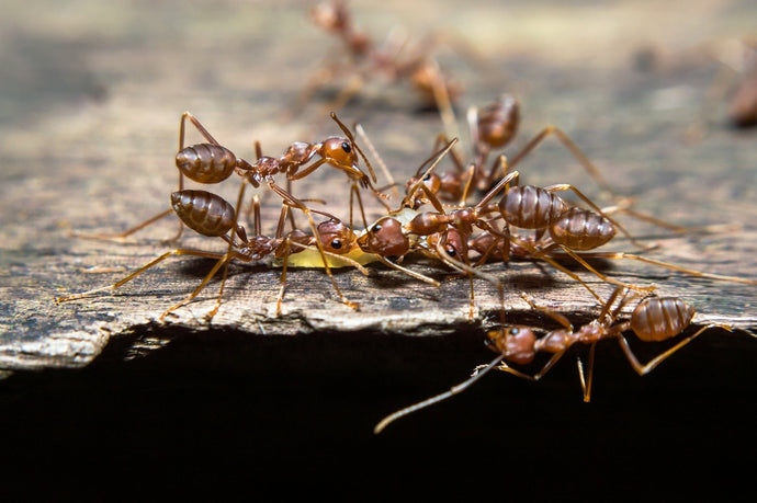 Ant Colony Transportation: Safely Moving Your Ants