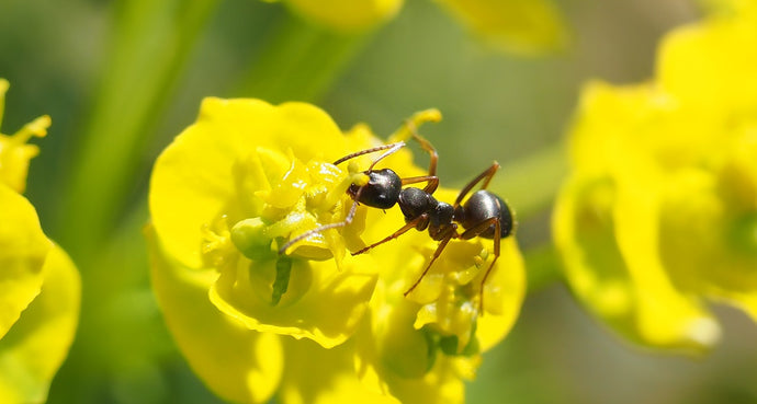 Mastering Ant Diets: Essential Nutrients and Feeding Strategies