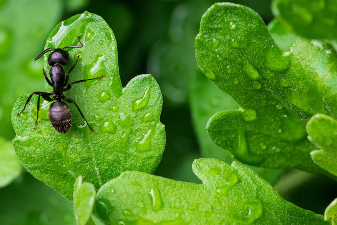 The Secretive Lives of Army Ants: Nomads of the Insect World