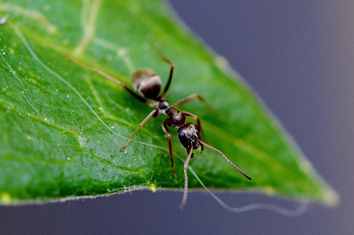 Ants and Plant Interactions: Exploring the Ecological Impact