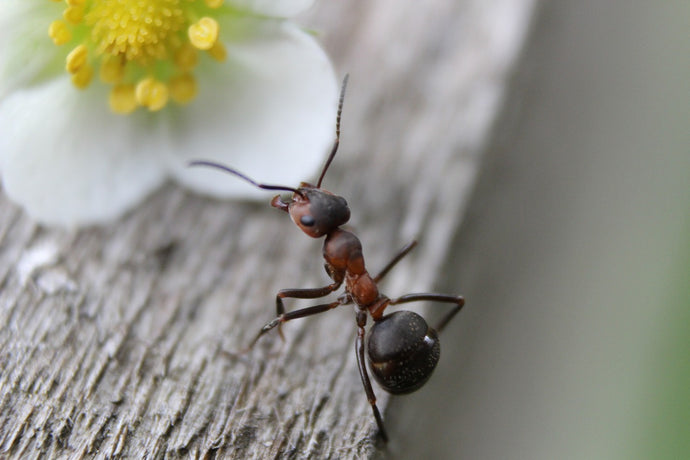 The Intriguing Roles of Ant Larvae in Colony Life