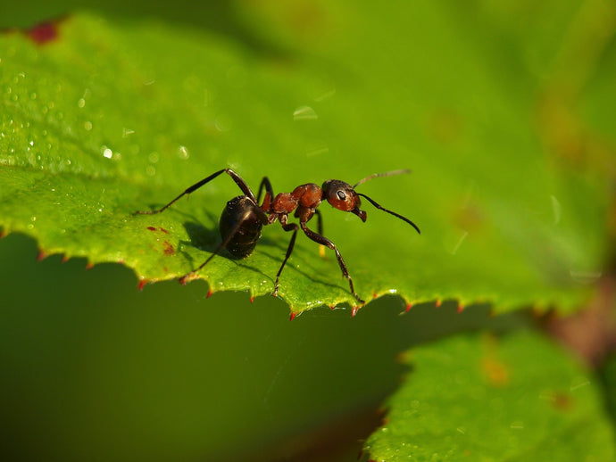 The Intricate World of Ant Colony Waste Management