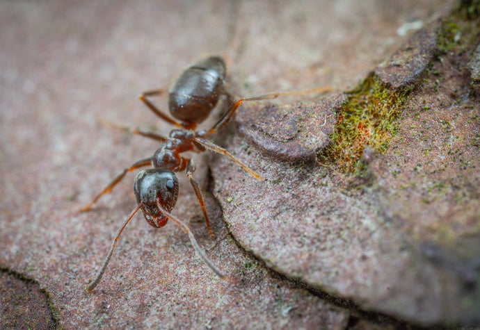 Ant Colony Relocation: Best Practices for a Smooth Transition