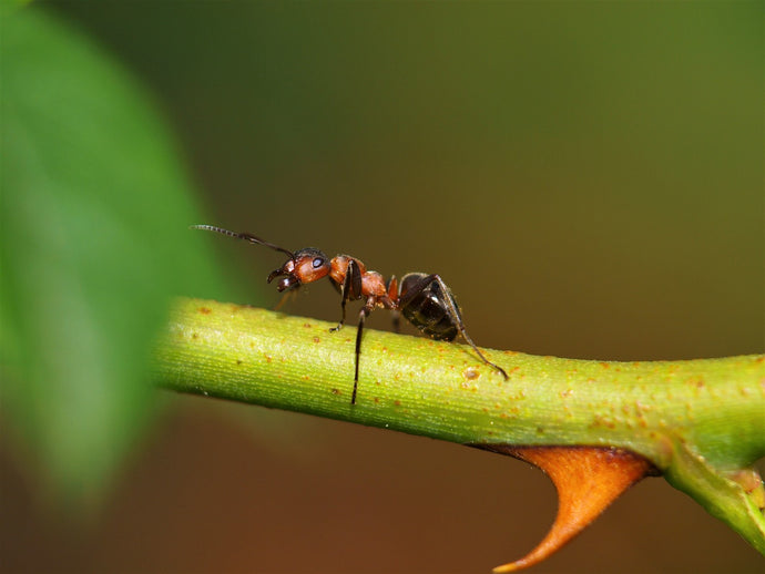 Creating the Perfect Foraging Area for Your Ant Colony