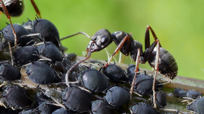 Ant Colony Hygiene: Maintaining a Clean and Healthy Environment