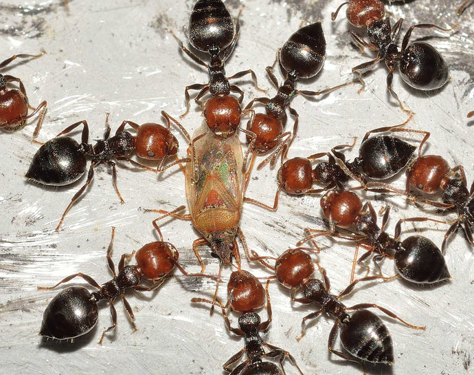 Ant Colors: Understanding Variations and Significance