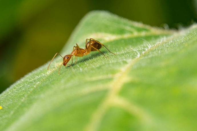 Ant Colony Nutrition: The Role of Protein in Ant Diets