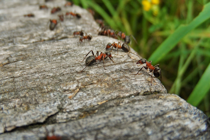 Exploring Ant Polymorphism: The Many Forms of a Single Colony