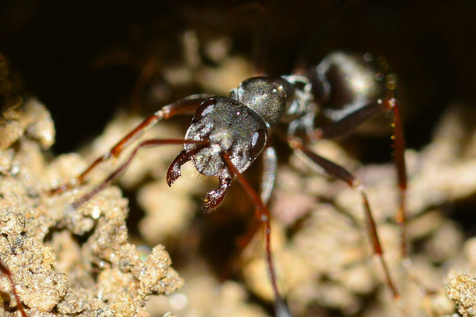 Exploring the Role of Ant Nuptial Flights: The Key to New Colonies