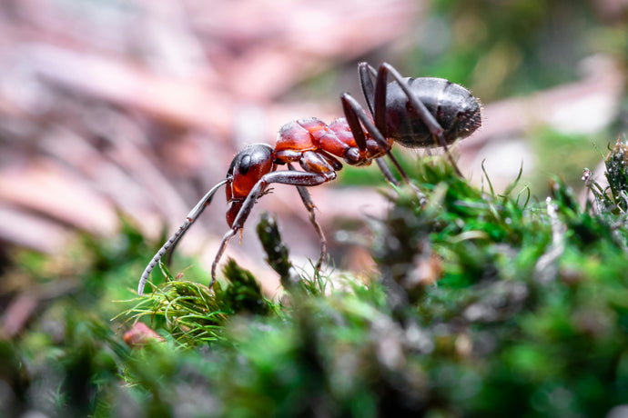 Ant Superhighways: Exploring Trail Formation and Navigation Tactics