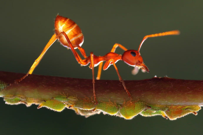 Discovering the Role of Ant Scouts: Pioneers of the Colony’s Expansion