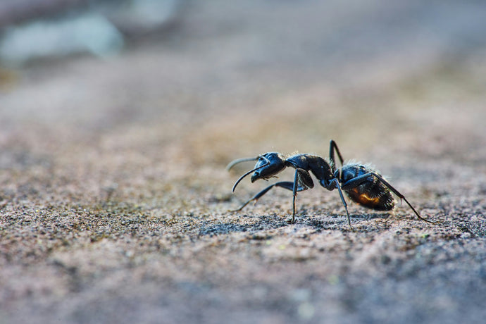 Ant Colony Communication: The Role of Pheromones in Ant Societies