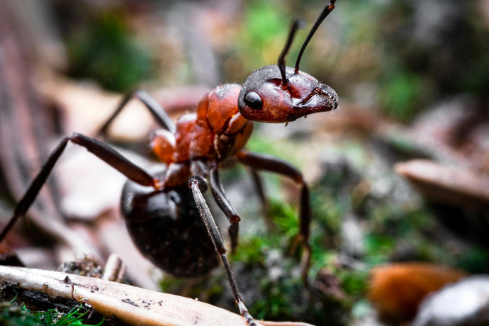 Understanding Ant Lifespan: Factors Influencing Longevity in Ant Colonies