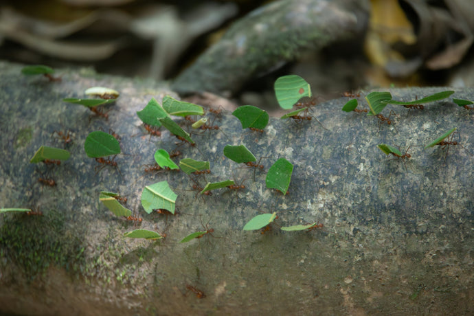 Crafting the Ultimate Formicarium: Design and Setup Tips for Ant Keepers