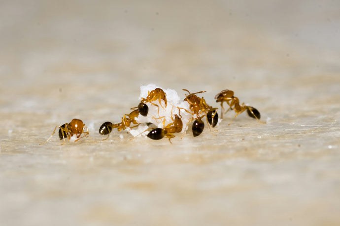 Discovering Ant Architecture: Exploring the Ingenious Nest Structures of Ants