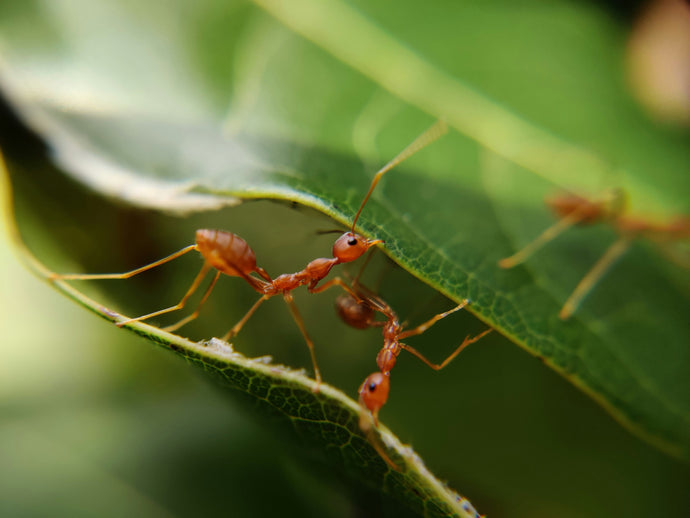 Understanding Ant Alliances: Cooperation and Conflict Among Different Species