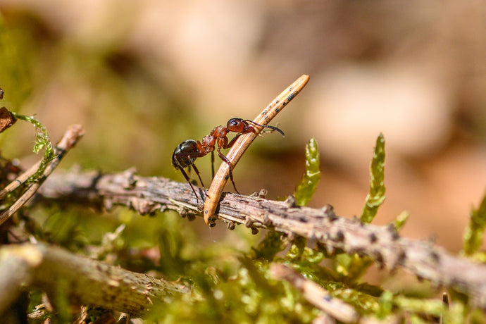 Ant Colony Hierarchy: Understanding the Social Structure of Ants