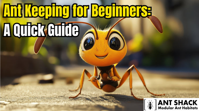 Ant Keeping for Beginners: A Quick Guide by ANT SHACK