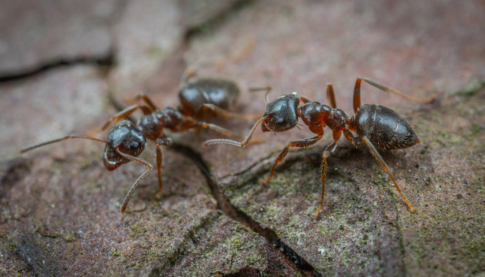 The Essential Guide to Ant Communication: Decoding Ant Signals and Messages