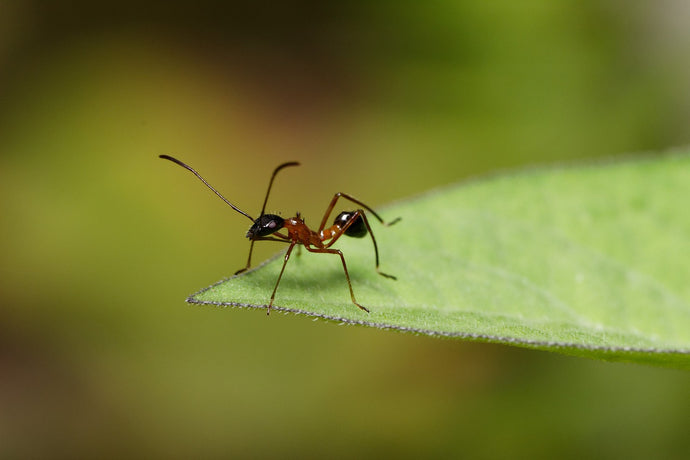 How to Properly Hydrate Your Ant Colony