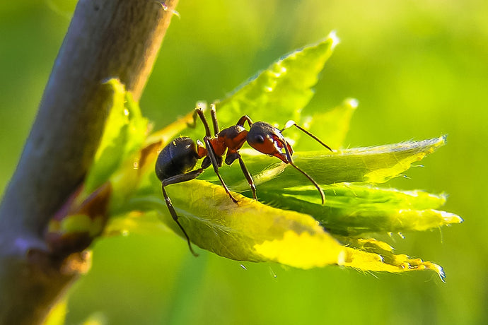 Seasonal Care Tips for Your Ant Colony