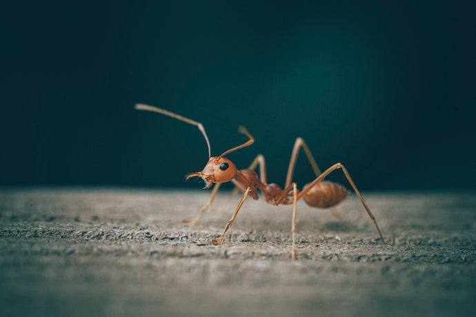 Ants at Night: Uncovering the Nocturnal Activities of Ant Colonies