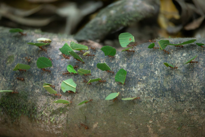 The Fascinating World of Leafcutter Ants: Cultivators of the Insect Kingdom