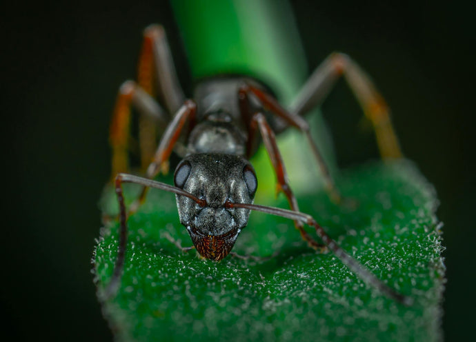 Guide to Identifying Common Ant Species in Your Habitat