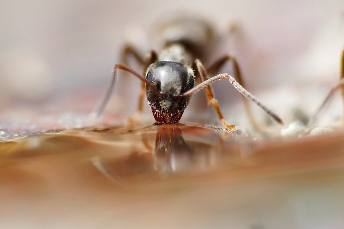 Ant Colony Enrichment: Stimulating Your Ants' Environment