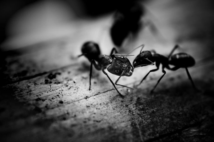 Ant Colony Reproduction: Understanding the Lifecycle of Ants