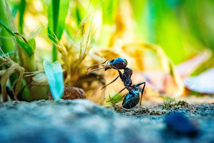 Ant Sensory Perception: How Ants Experience Their World