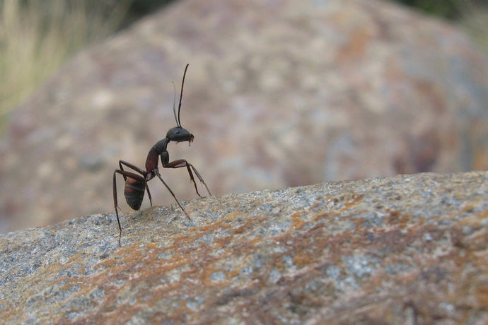 Ants and Aphids: A Remarkable Symbiotic Relationship