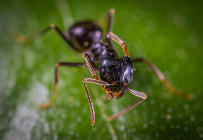 The Role of Fungi in Ant Colonies: Symbiosis and Farming Practices