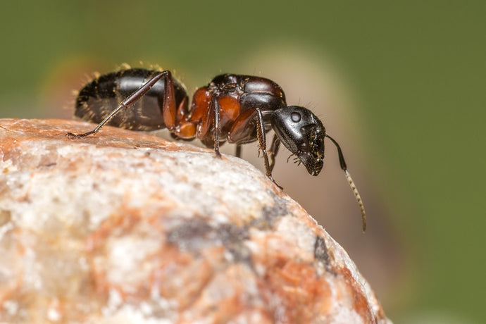 How to Catch a Queen Ant: A Comprehensive Guide