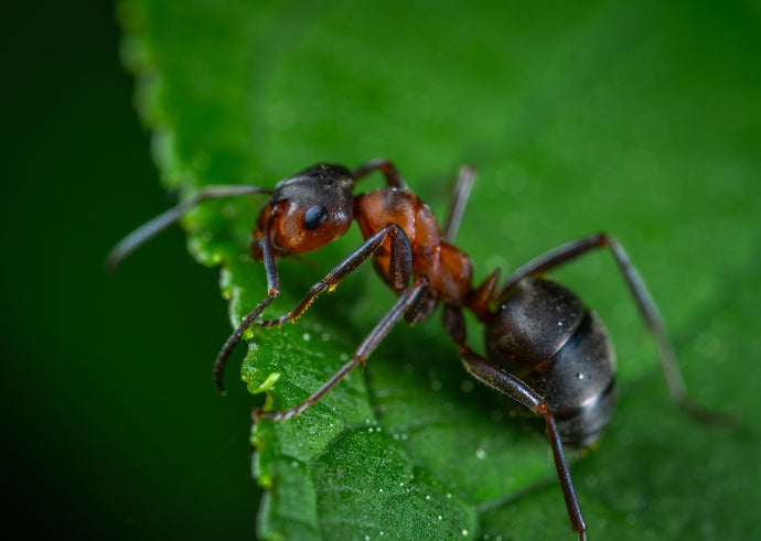 Preparing Your Ant Colony for Winter: A Complete Hibernation Guide