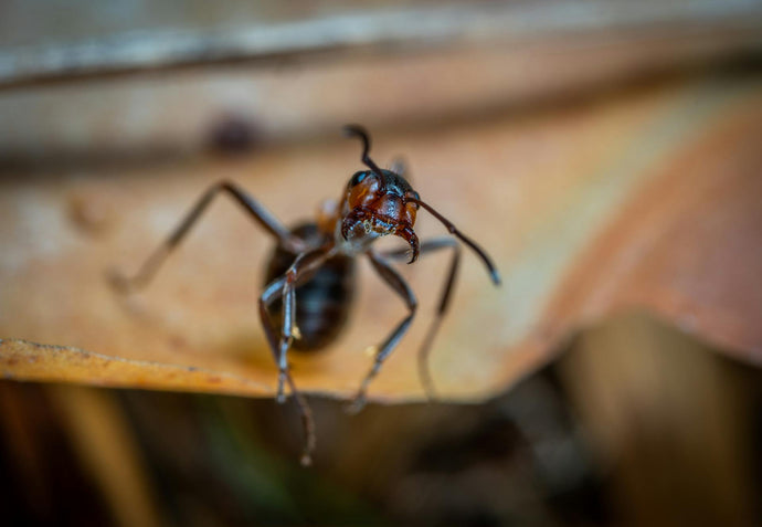 The Secrets of Successful Ant-Keeping: Tips for Beginners