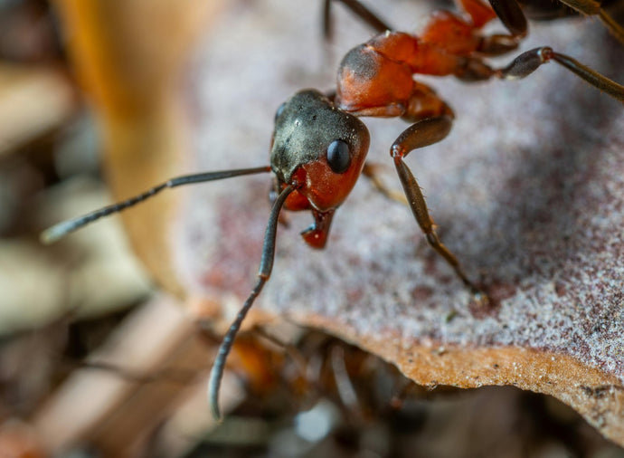 Top 5 Beginner Ant Species for New Ant Keepers