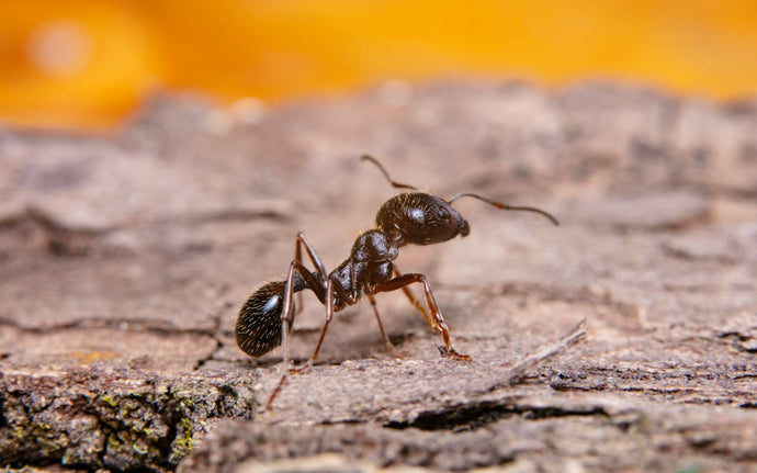 10 Tips for Successful Ant Keeping