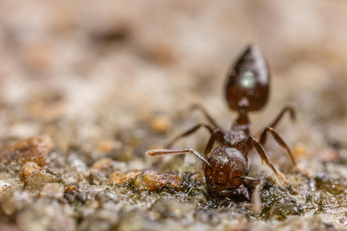 Mastering Moisture: Essential Tips for Maintaining Perfect Humidity in Your Ant Habitat