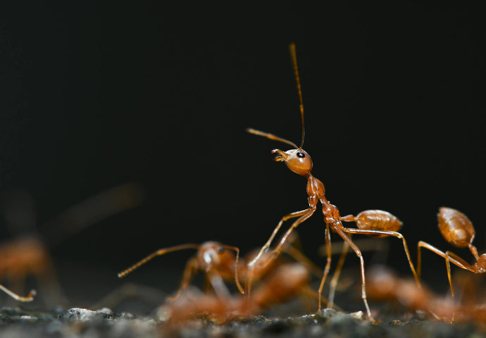 The Fascinating World of Ant Communication: How Ants Talk to Each Other