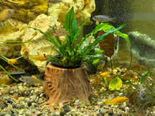 Load image into Gallery viewer, Unique 3D Printed Plant Stump for Aquariums