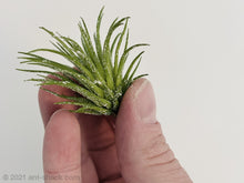 Laden Sie das Bild in den Galerie-Viewer, Artificial Airplant Decoration