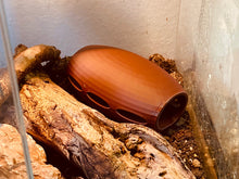 Laden Sie das Bild in den Galerie-Viewer, Reptile / Spider Cave Space Cocoon - Brown Hide for Geckos, Lizard &amp; Siders