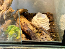 Laden Sie das Bild in den Galerie-Viewer, Terrarium Feeder &quot;The Stairs&quot; - Marble colored Feeder for Geckos, Lizard &amp; Siders